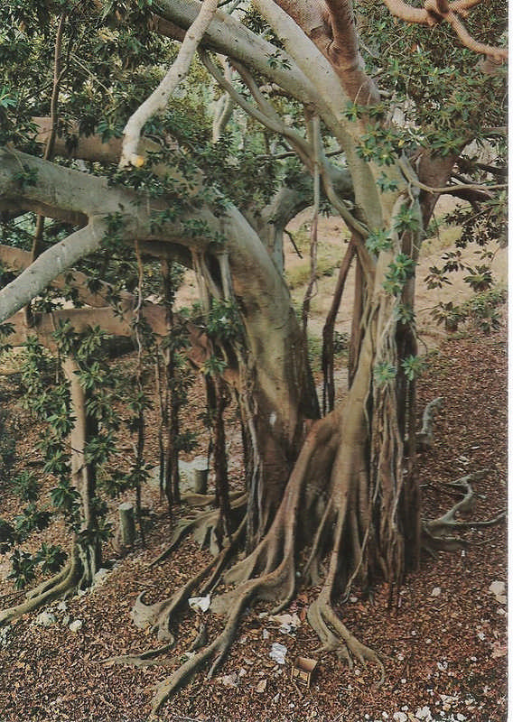 Il Ficus delle Pagode nella Latomia di Santa Venera a Siracusa